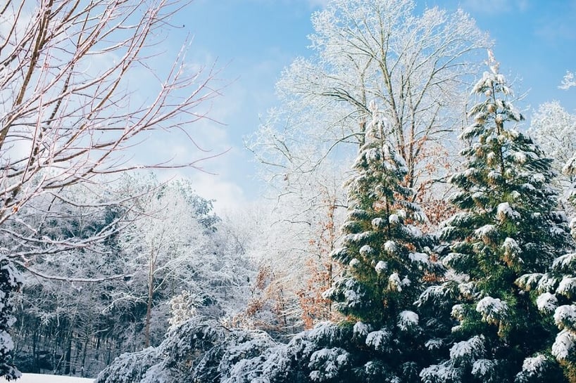 NEC_SnowTrees.jpg